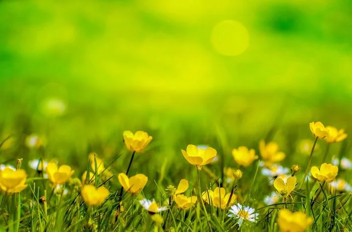cánh đồng hoa cúc vàng nhỏ xinh trong nắng thiên nhiên