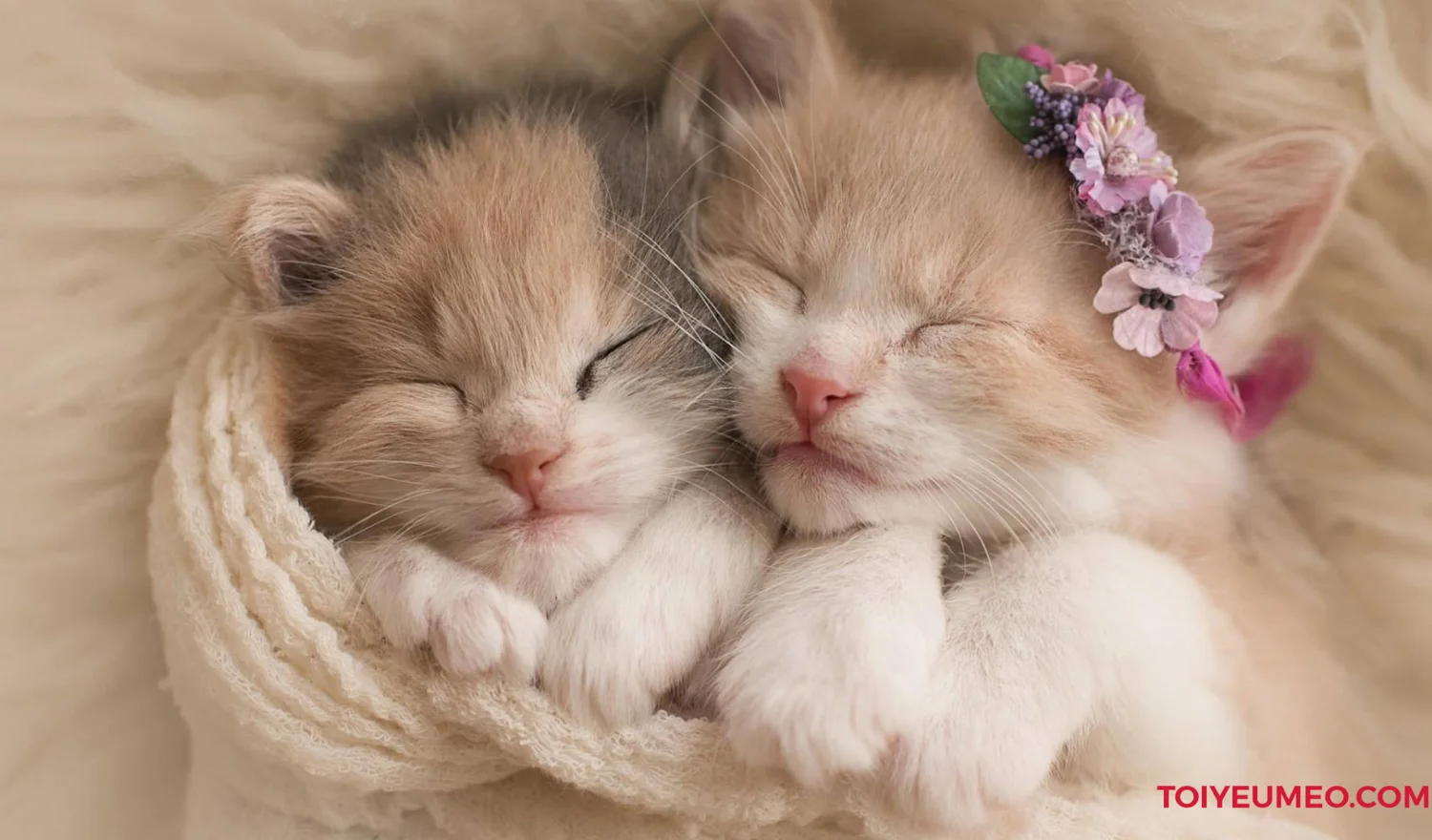 Chú mèo cài hoa nằm ngủ