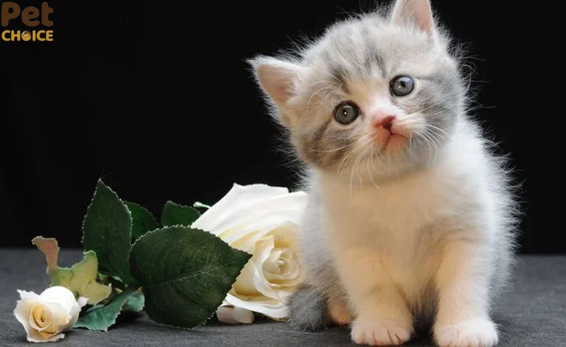 hình ảnh mèo cute dễ thương