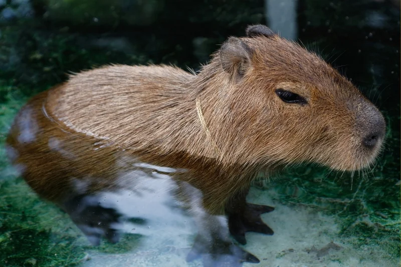 Tải miễn phí 50+ hình ảnh capybara cute, siêu “tan chảy” (2)