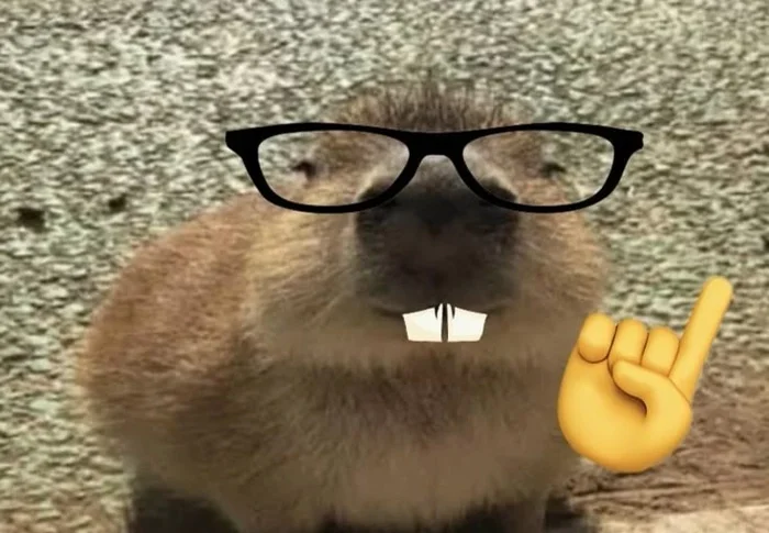 Hình ảnh capybara meme hài bá đạo