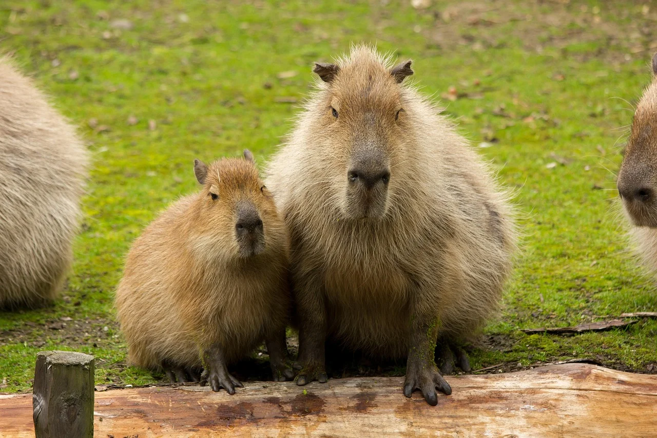 20000+ Capybara Cute & ảnh Capybara miễn phí - Pixabay