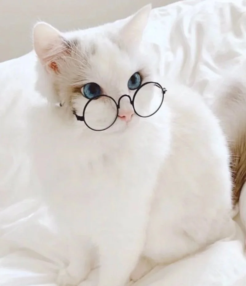 221+ avatar mèo đeo kính cute cực nét, siêu ciu ngọt xỉu