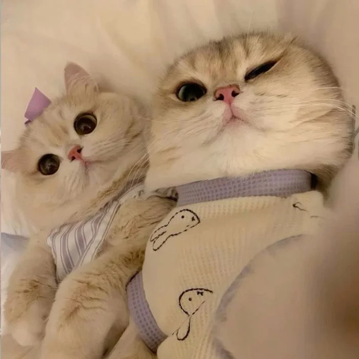 500+ avatar mèo cute, ngầu, hài hước và dễ thương nhất