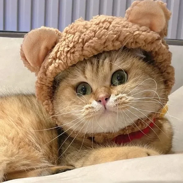 Tải ngay ảnh avatar mèo cute để làm mới profile của bạn