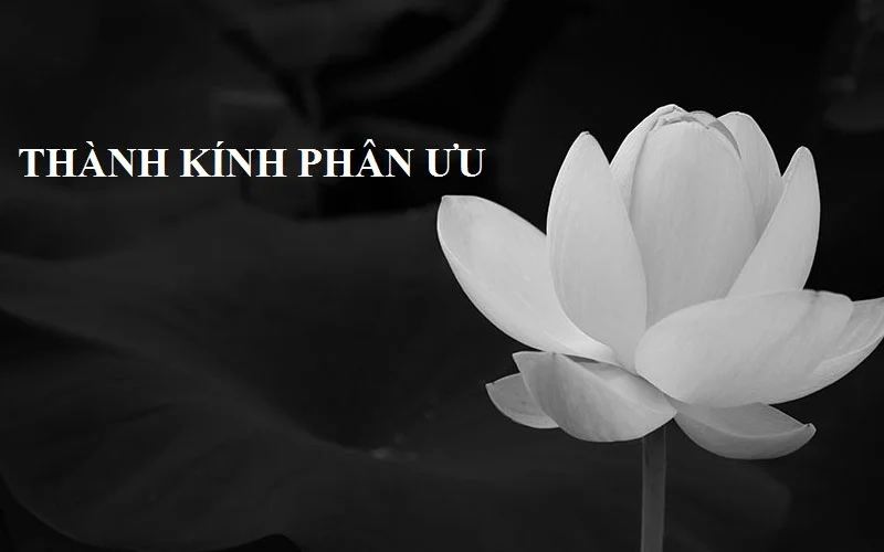 50+ mẫu tải ảnh hoa sen trắng đám tang ảnh đại diện ý nghĩa (4)