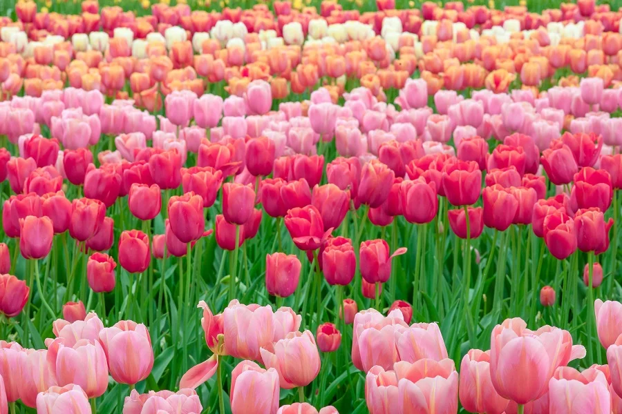 cánh đồng hoa tulip hồng và đỏ rực rỡ