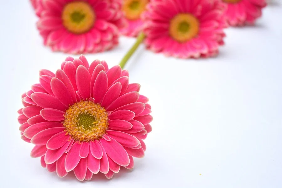 Những bông hoa đồng tiền hồng