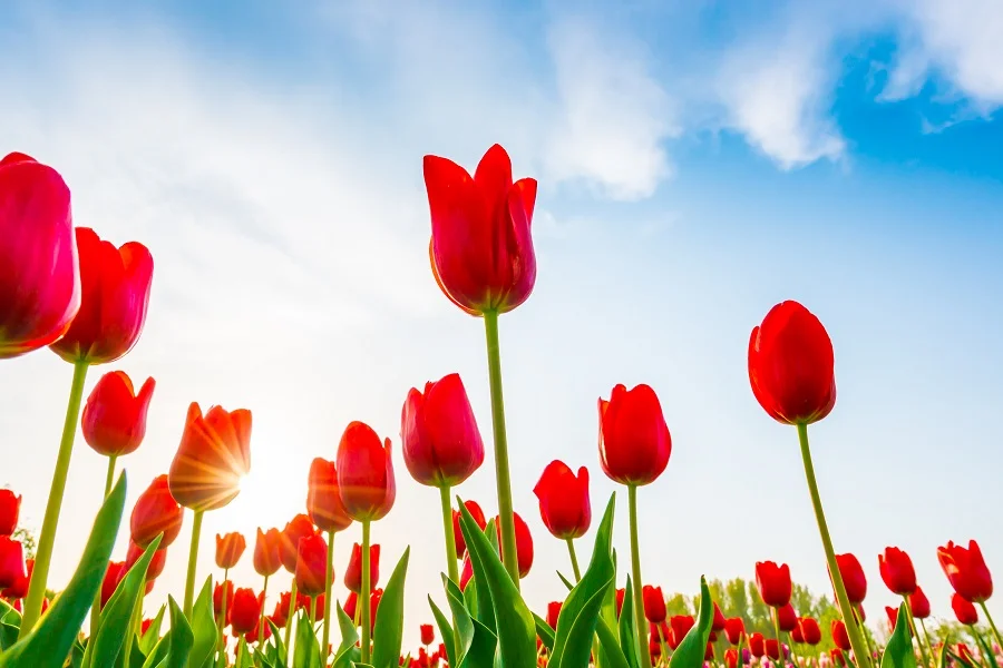 anh-hoa-tulip-dep