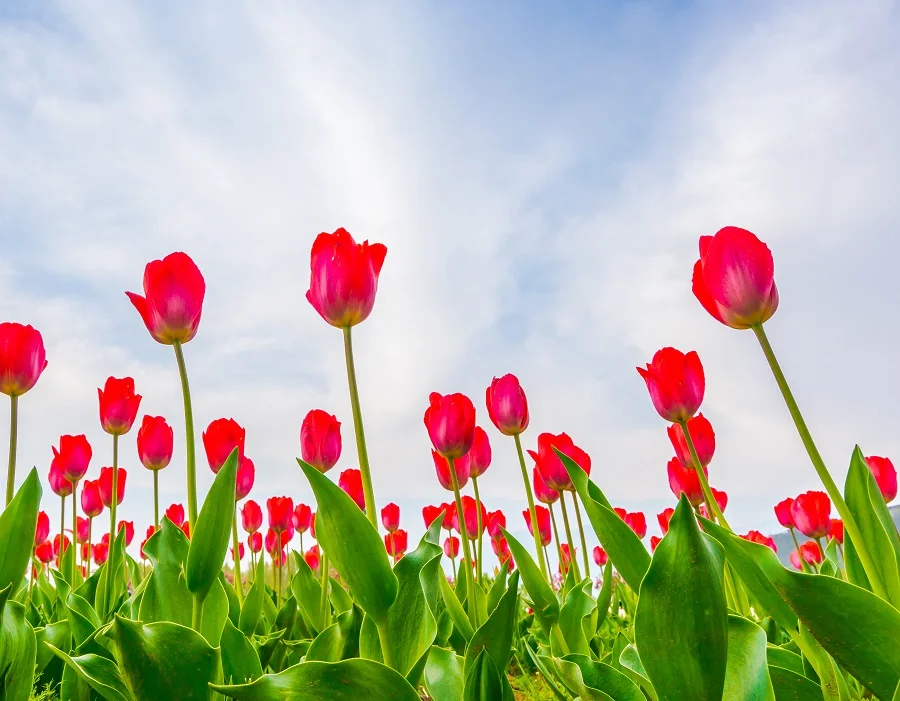 những bông hoa tulip đỏ rực rỡ dưới bầu trời xanh