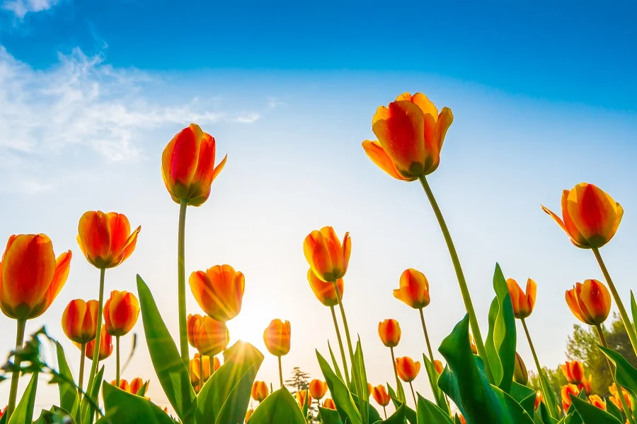 hoa tulip vàng cam vươn mình dưới bầu trời xanh