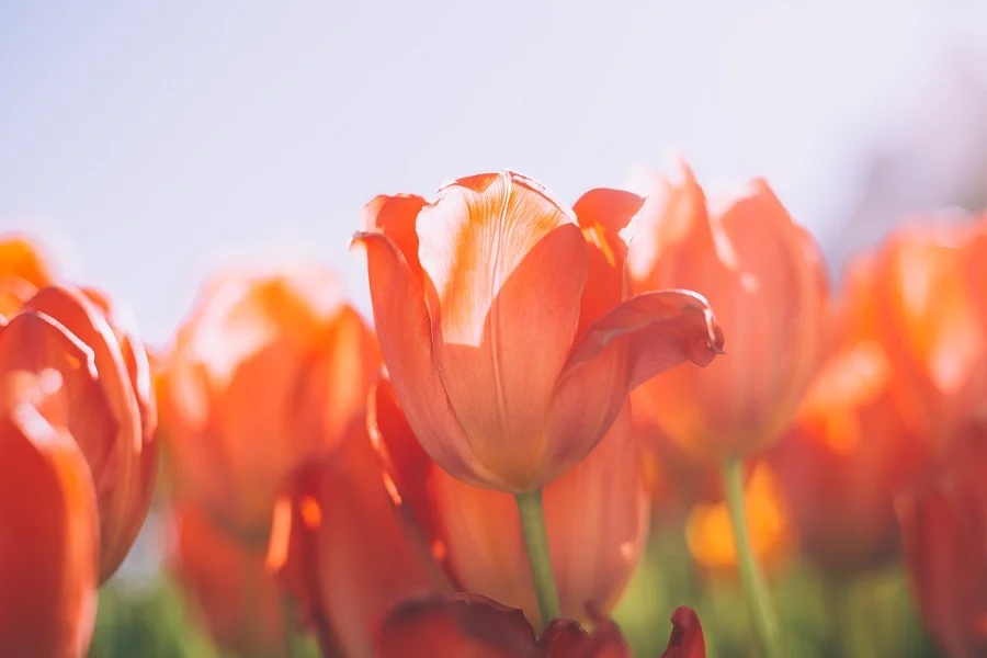 cận cảnh những bông hoa tulip cam dưới ánh nắng