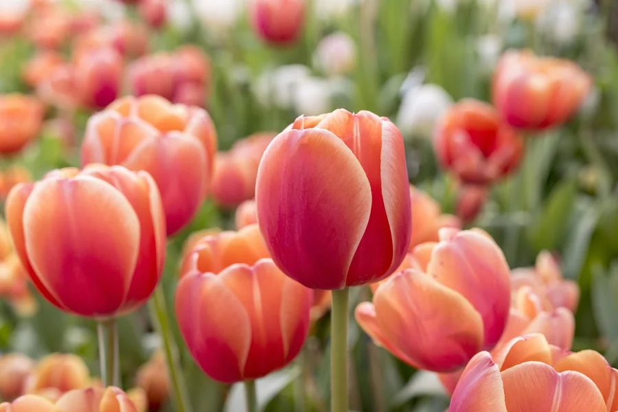 những bông hoa tulip cam đỏ tươi tắn