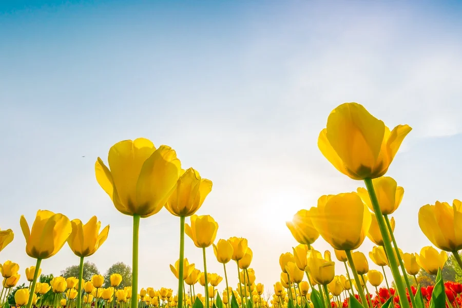 cánh đồng hoa tulip vàng rực rỡ dưới ánh mặt trời