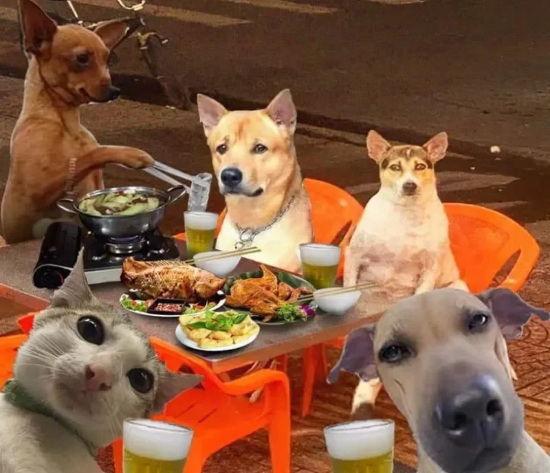 meme chó đẹp hài hước