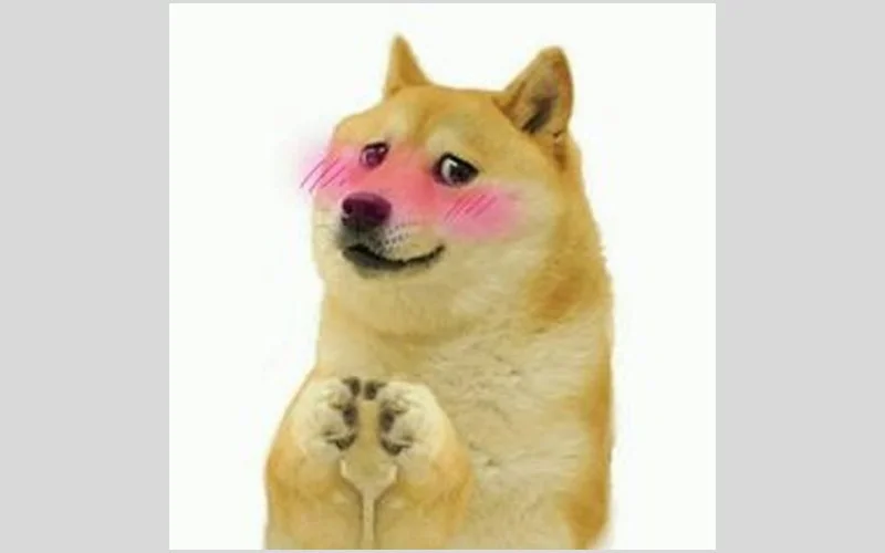 Meme con chó Shiba má hồng dễ thương