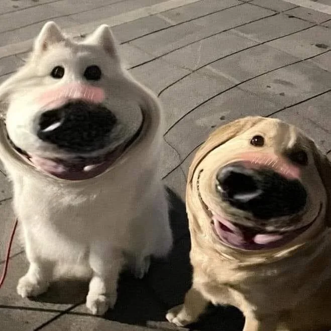 meme con chó với khuôn mặt biến dạng hài hước
