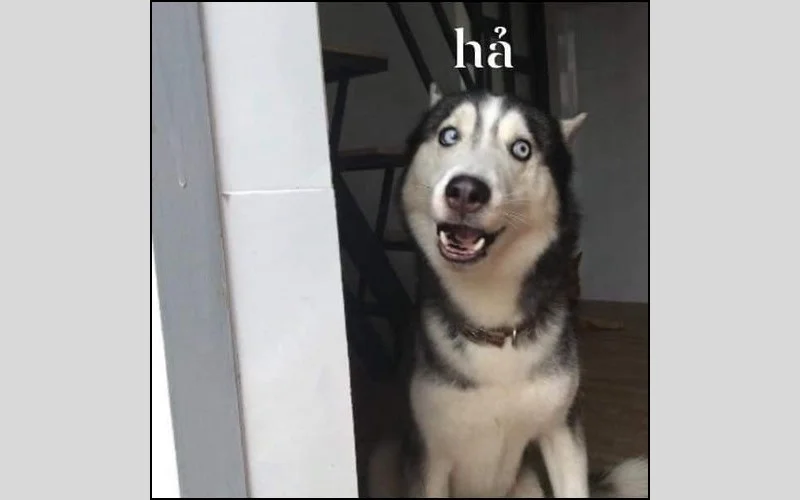 meme con chó husky biểu cảm ngạc nhiên cực độ