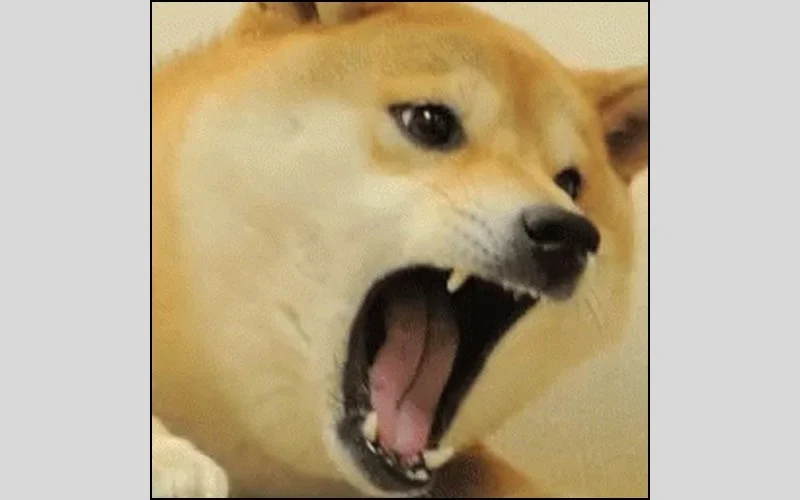 Meme con chó Shiba đang há miệng gào thét