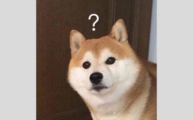 Meme chó Shiba nhìn lên với dấu hỏi chấm trên đầu