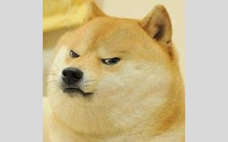 Meme con chó Shiba Inu với biểu cảm nghi ngờ hài hước