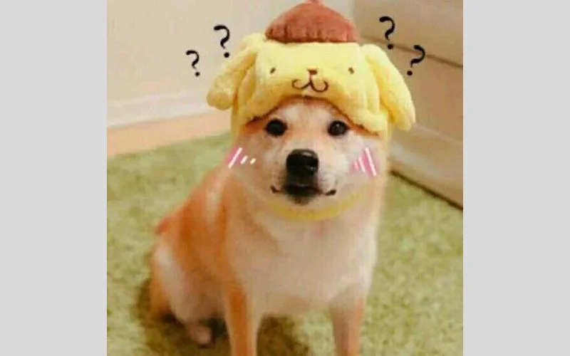 Meme chó đội mũ quả chuối với các dấu hỏi chấm
