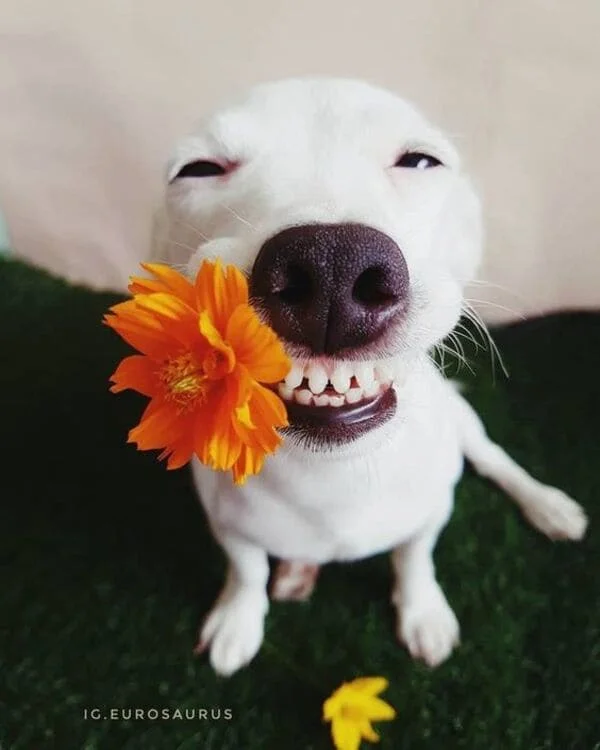 Meme con chó trắng ngậm hoa hướng dương