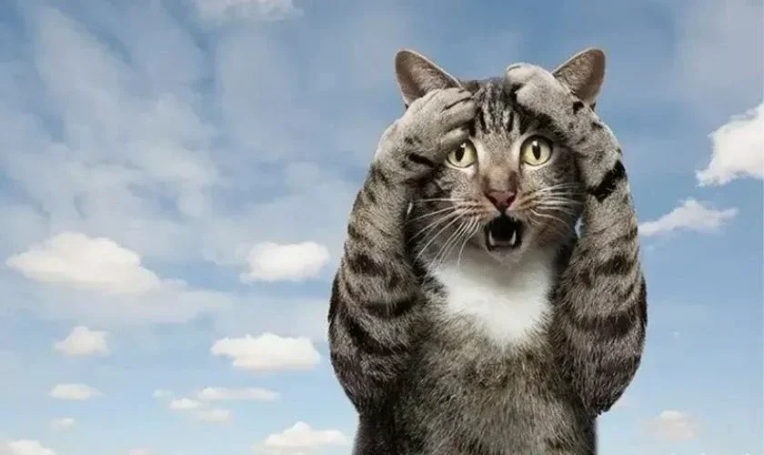 Hình biểu cảm vô tri, ngơ ngác, hài