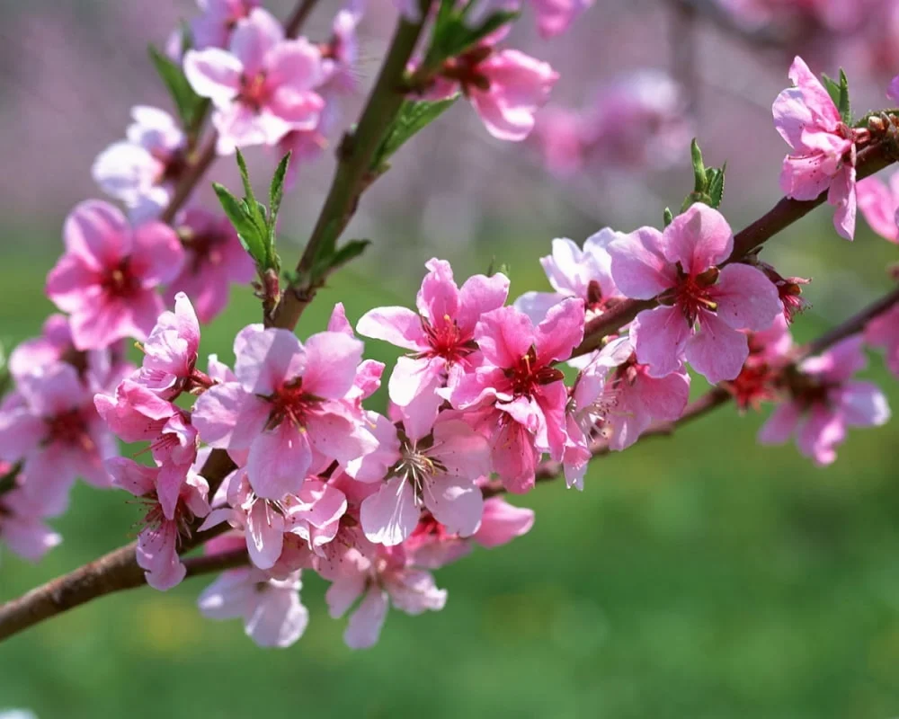 Hoa đào ngày Tết: Ý nghĩa và bí quyết để cây nở rực đúng dịp | Green SM