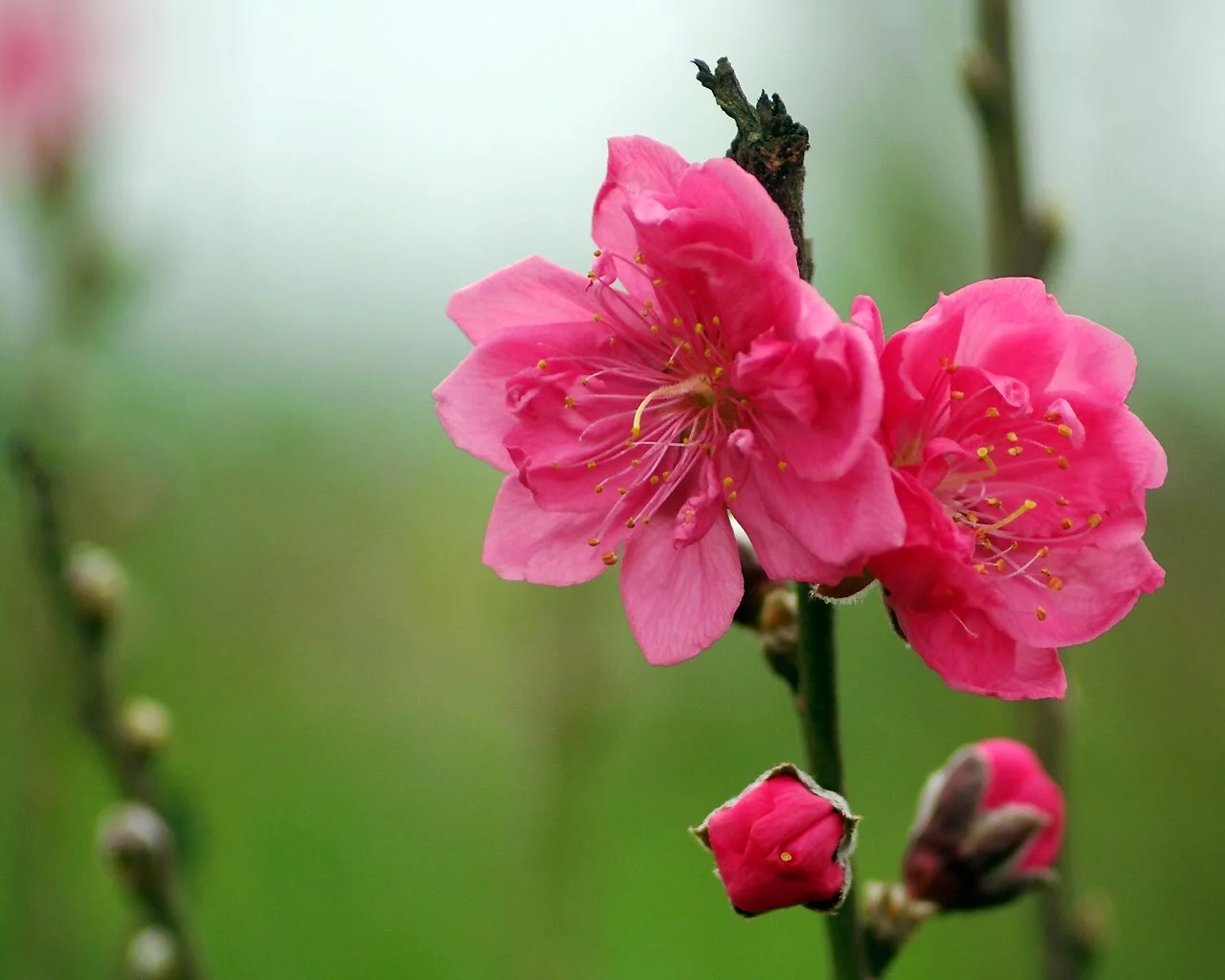 những bông hoa đào nhỏ nhắn trên cành cây