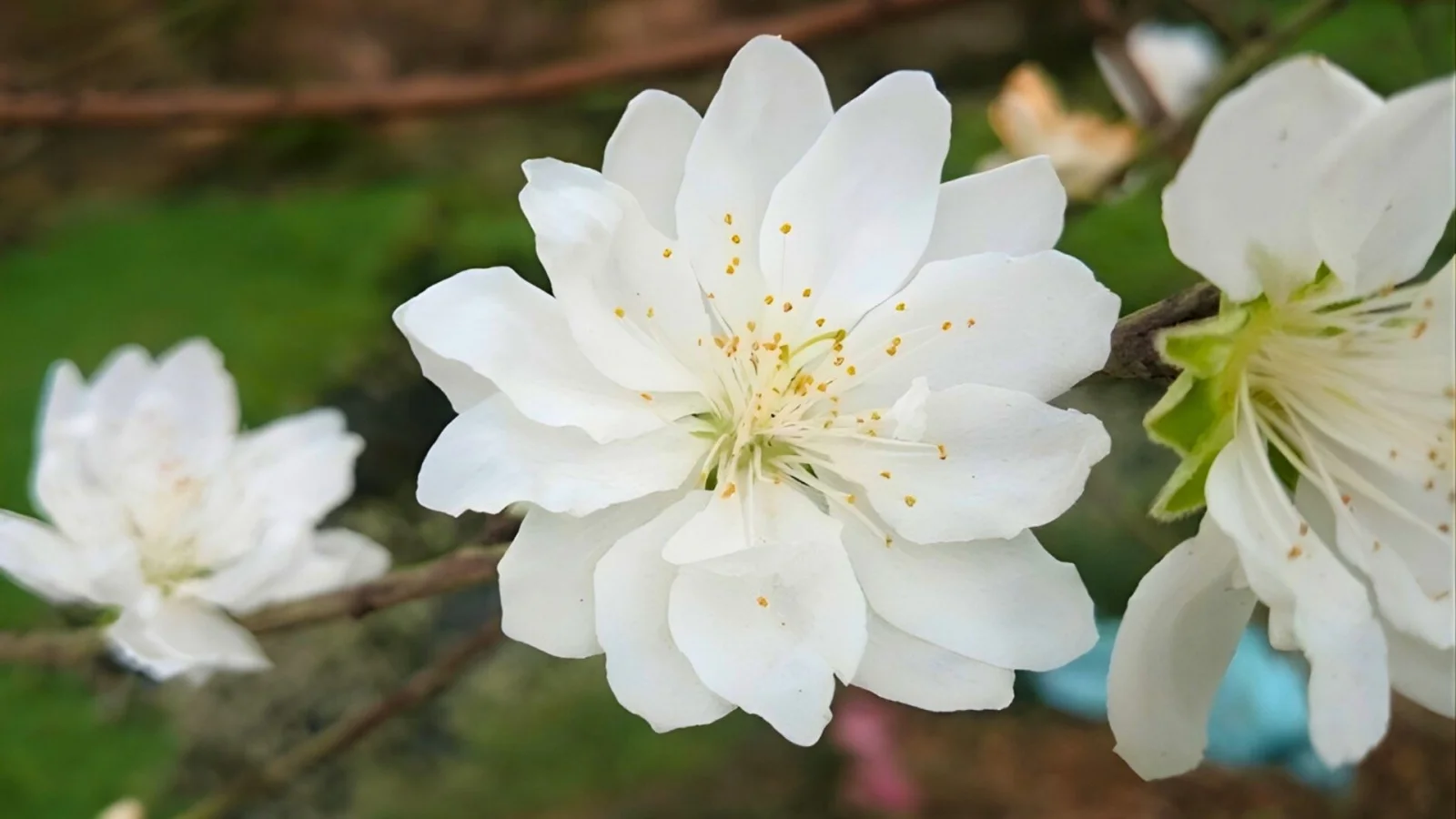 Hình nền hoa đào trắng nhiều cánh