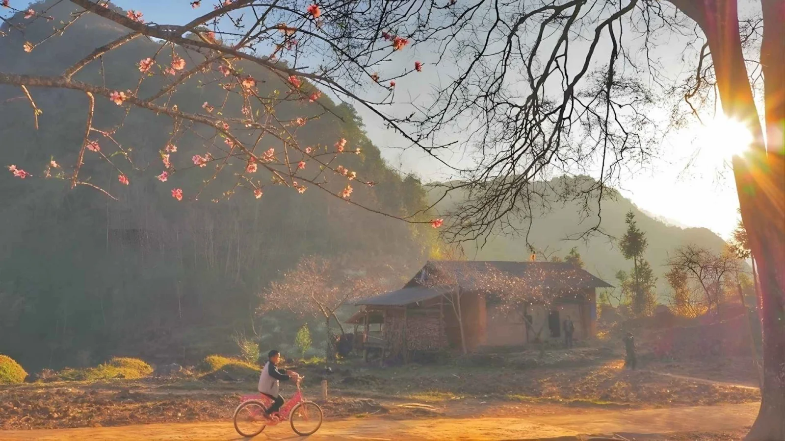 Hình nền hoa đào đẹp cho máy tính
