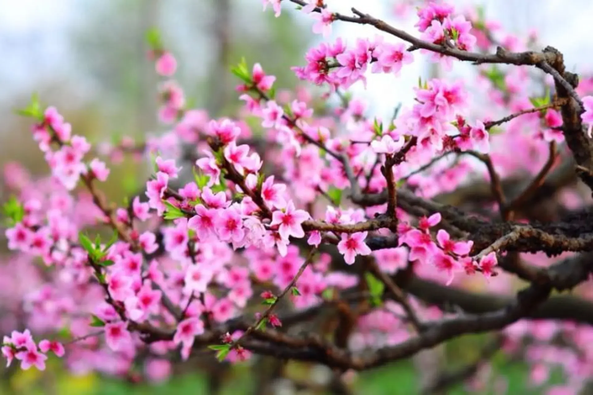 cành cây hoa đào nở rộ trong vườn