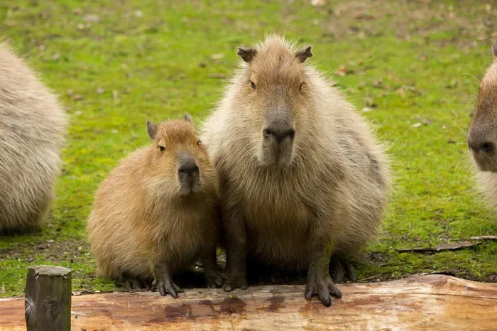 20000+ Capybara Cute & ảnh Capybara miễn phí - Pixabay
