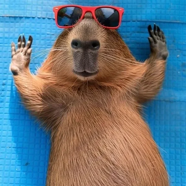 138+ hình ảnh chuột lang nước Capybara cute vô tri hài hước nhất