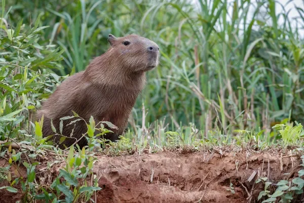 Capybara Capybara
